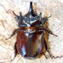 Elephant Beetles (Dynastinae) of the New World icon