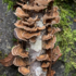 Trametes versicolor in Humboldt Fall 2025 icon