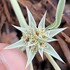 Flora of Fort Ord National Monument and Functionally Connected Habitats icon