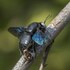 Xylocopa tenuiscapa in Sri Lanka icon