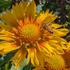 Honey Bee Forage-Flowering Only icon