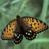 Lepidoptera of Nebraska icon