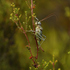 Bradyporinae icon