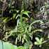 SKN Gatun na Azorach icon