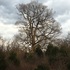 Big Trees of Kentucky icon