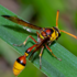 hymenoptera found in polynesia icon