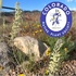 CONPS: Plateau Chapter icon