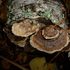 Fungi of Flathead county, MT icon