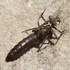 Odonata (Dragonfly &amp; Damselfly) Exuviae AFRICA icon