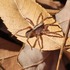 Spiders of the Commonwealth of Virginia icon