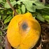 Papaya Pests and Diseases in the Caribbean icon