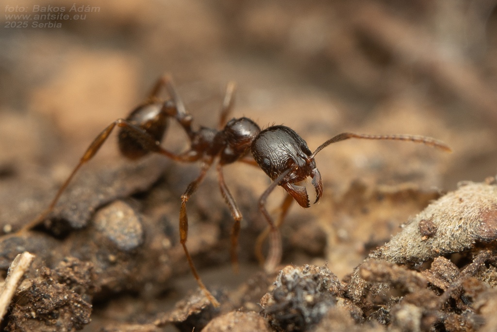 Insects in the Western Balkans · iNaturalist