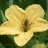 Pollinators and Pests of Trinidad and Tobago icon