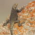 Reptiles of Azerbaijan icon