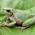 Amphibians of Azerbaijan icon