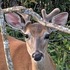 Flora and Fauna of the Freeland Ranch icon