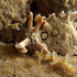 Marine Biodiversity of Macaronesia icon