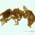 Formicidae de la Orinoquia icon