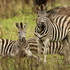 Pakamisa Private Game Reserve icon