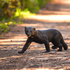 Reserva Macuco icon
