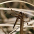 Insects of Shizuoka Pref. 静岡県の昆虫 icon