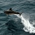 T&amp;T Dolphinder icon