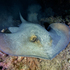Biodiversidad Submarina de Alicante icon