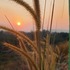 City Nature Challenge 2026 Bargarh icon