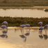 SaltyBeats BioBlitz Tunisia icon