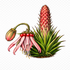 Plants of the Amotape–Huancabamba Zone icon