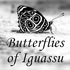 Butterflies of Iguaçu National Park and surrounding areas icon