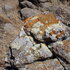Pacific Coastal Lichens icon