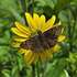 2026 Spring Coastal Georgia Butterfly Count icon