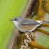 The Birds of Mauritius icon