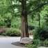CZBG Trees icon