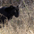Biodiversity of Kenya - BIOM4023 icon