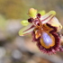 Native Orchids of Sardinia icon