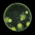 Cyanobacteria and Algae of Slovakia / Sinice a riasy Slovenska icon