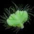Bryophytes of Slovakia / Machorasty Slovenska icon