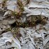 Bees and Wasps of Tampa Bay icon