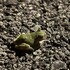 Animals on Roads- Warren County icon