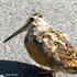 Animals on Roads- Washington County icon