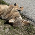 Brevard County Wildlife Mortality &amp; Roadkill Survey icon