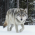 Loups de Rigaud/Soulanges // Wolves of Rigaud/Soulanges icon