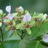 Flora of Pemba Island icon