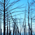 San Vicente Redwoods: All Taxa (Hidden) icon