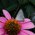 Harrisonburg (Superfamily Papilionoidea) icon