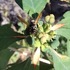 Tamaulipan thorn forest icon