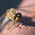 富山県のトンボ（Odonata of TOYAMA） icon