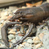 Freshwater Fauna of the U.S. Virgin Islands icon